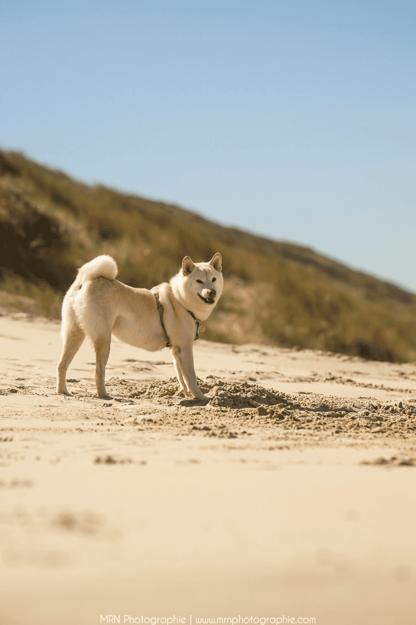 Arcachon : entre océan et dune