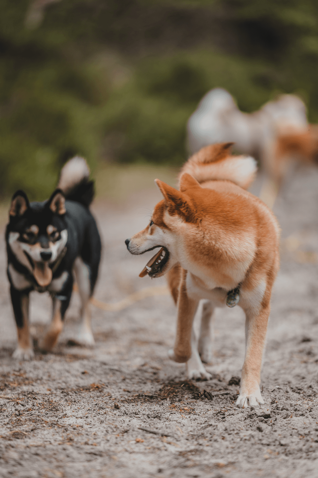 ShiBalade forêt de Verrières