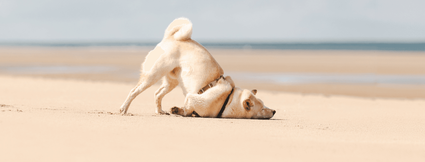 Galerie Shibalade 11